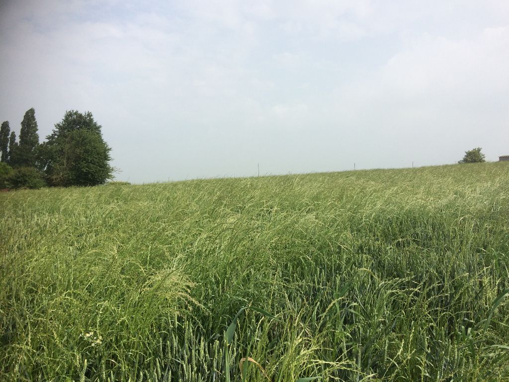 Dans un village proche Etrépagny Terrain à Bâtir de 1000 m²