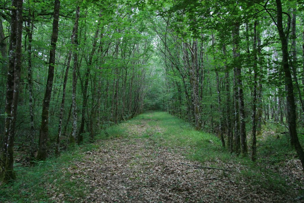 DOMAINE FORESTIER