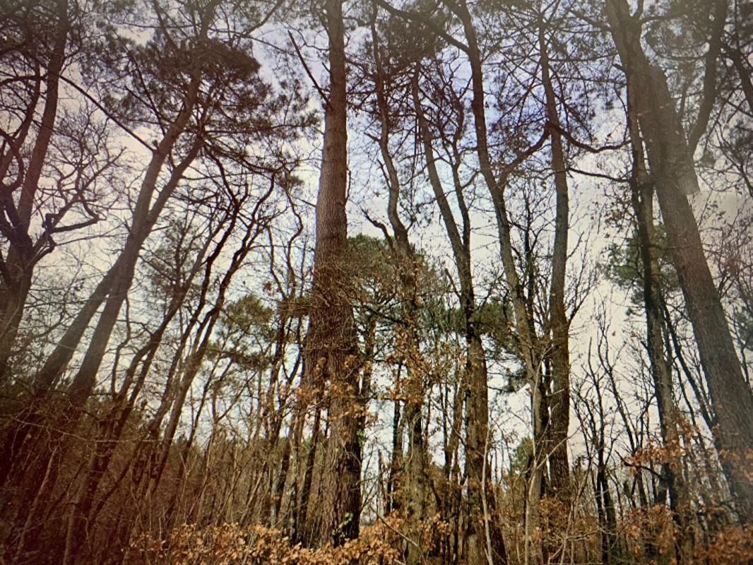 DOMAINE FORESTIER 82 HECTARES