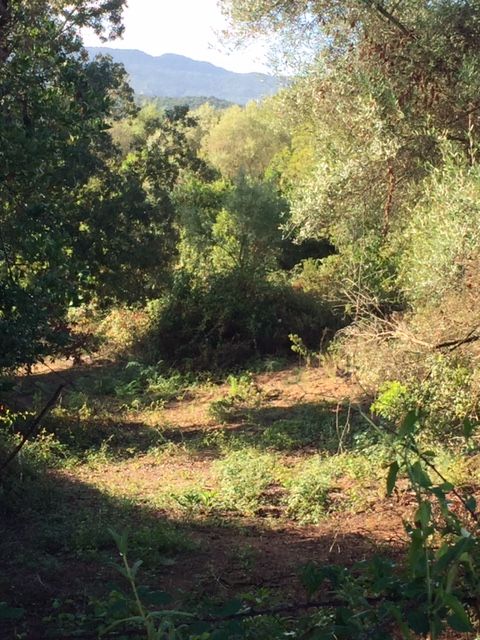 VENTE TERRAIN CONSTRUCTIBLE 5556 m²  PIETROSELLA (20166)