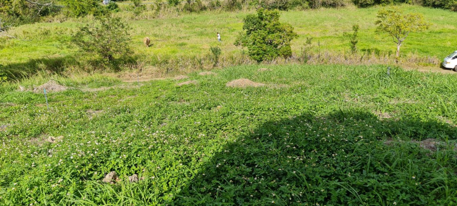 Terrain plat de 600m² situé section soutoule 97131 Petit-Canal Guadeloupe