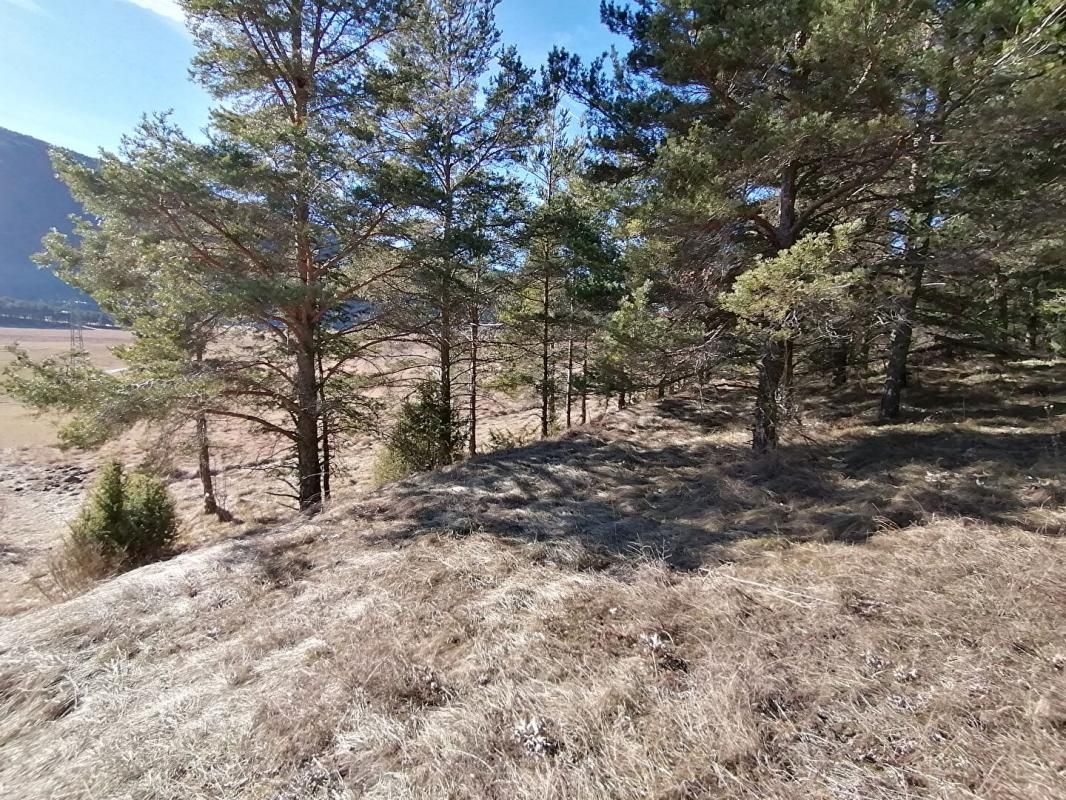 CAILLE Terrain Caille 3000 m2 (Alpes-Maritimes 06750) 4