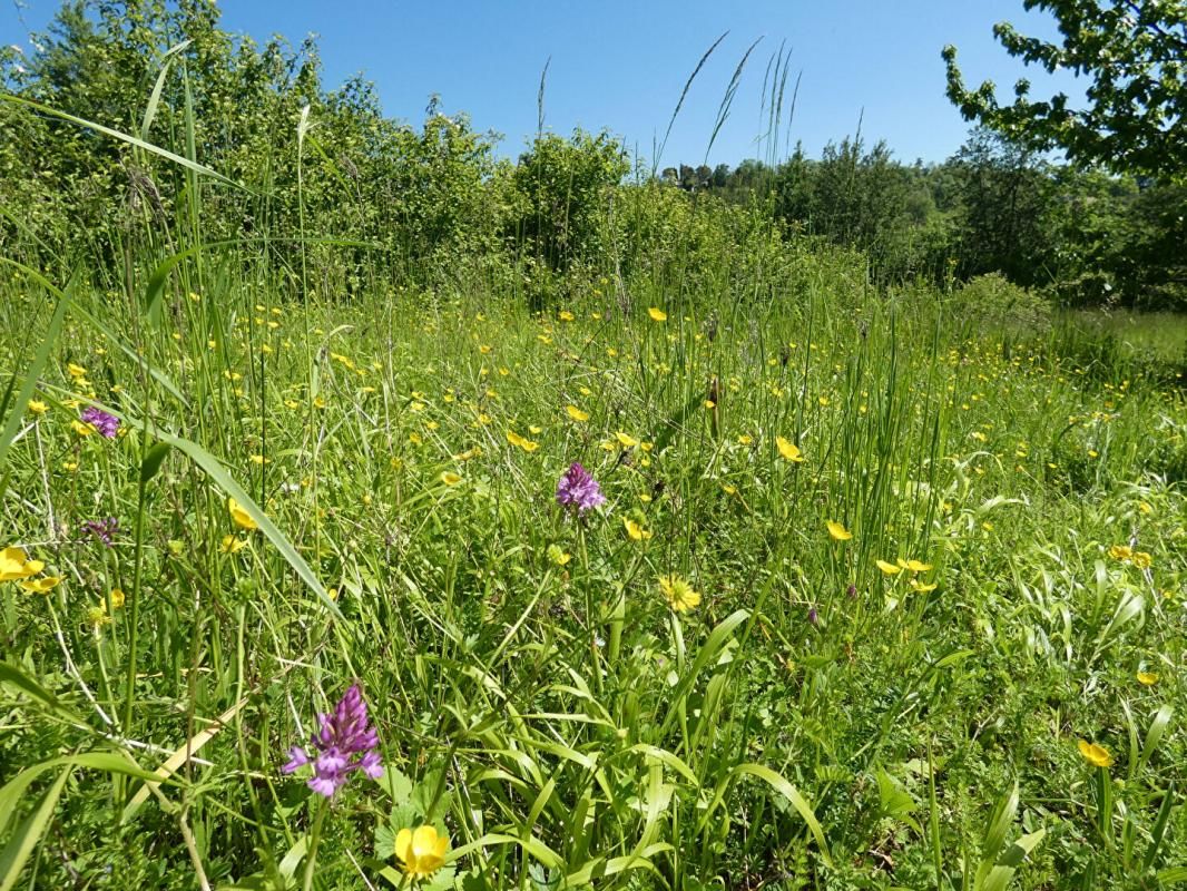 PUYLAROQUE Terrain arboré, non constructible, pour loisir avec cabanon - Puylaroque 2170 m2 3