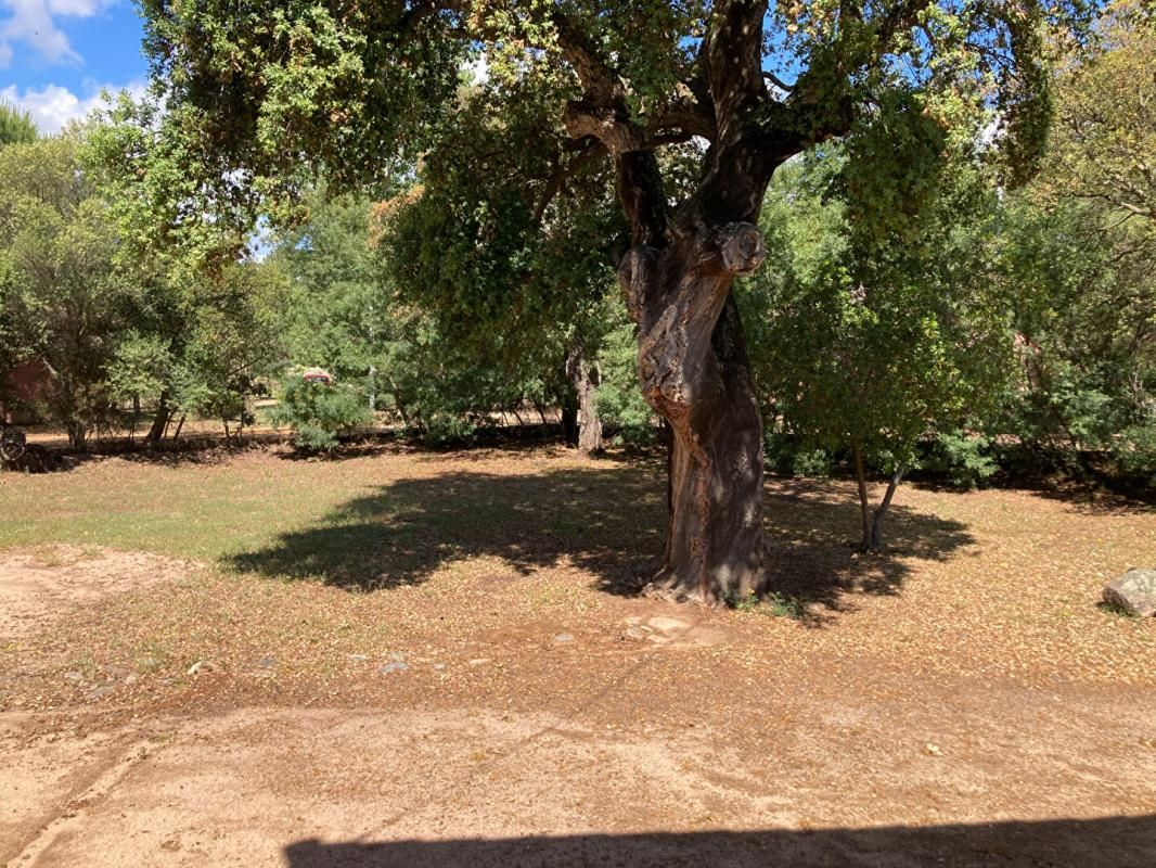 ZONZA Maison sur terrain de 2300 M2 environ - STE LUCIE DE PORTO-VECCHIO 20144 - CORSE DU SUD  - FRANCE 3