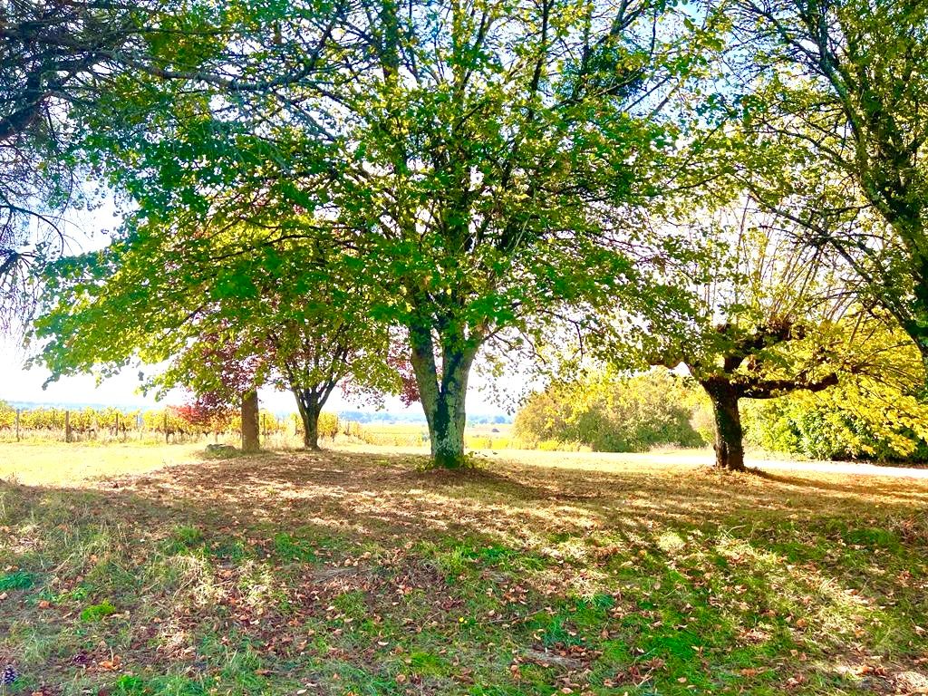 CERONS Château dans la région des Graves 8 pièce(s) 180 m2 3