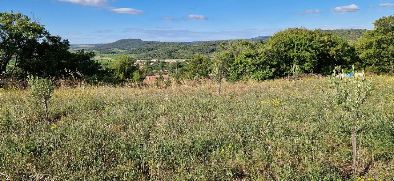 PERET Terrain Agricole avec des oliviers 2