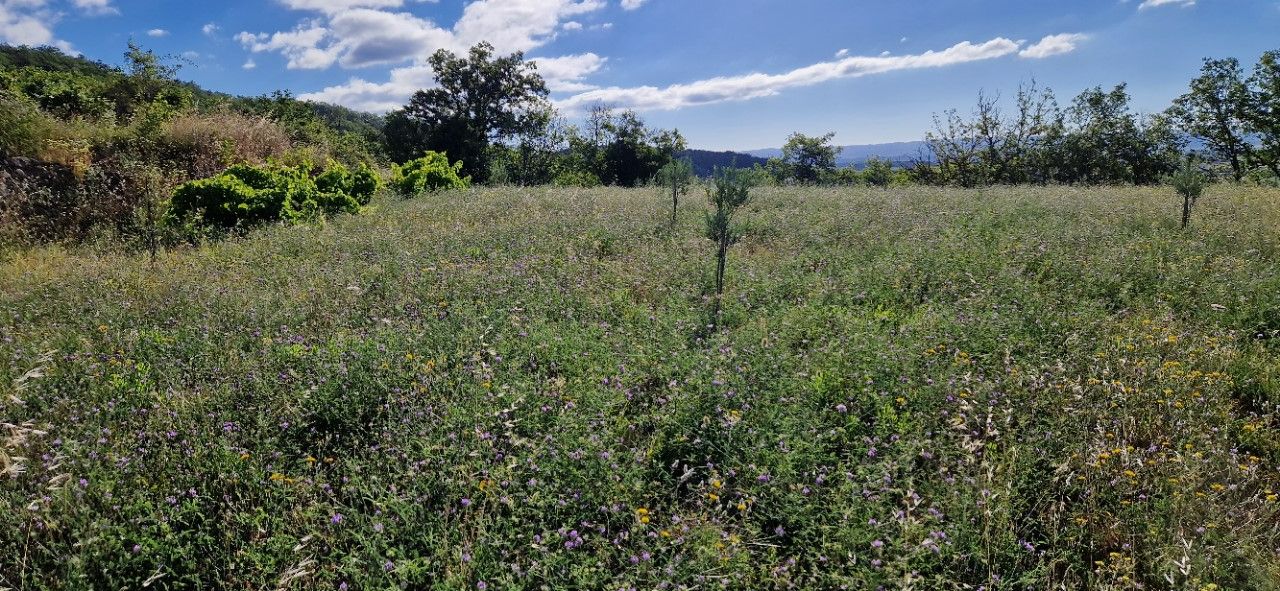 PERET Terrain Agricole avec des oliviers 4