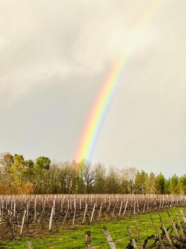 Château Haut-Médoc Cru Bourgeois et Saint-Estèphe 10 pièce(s) 1500 m2