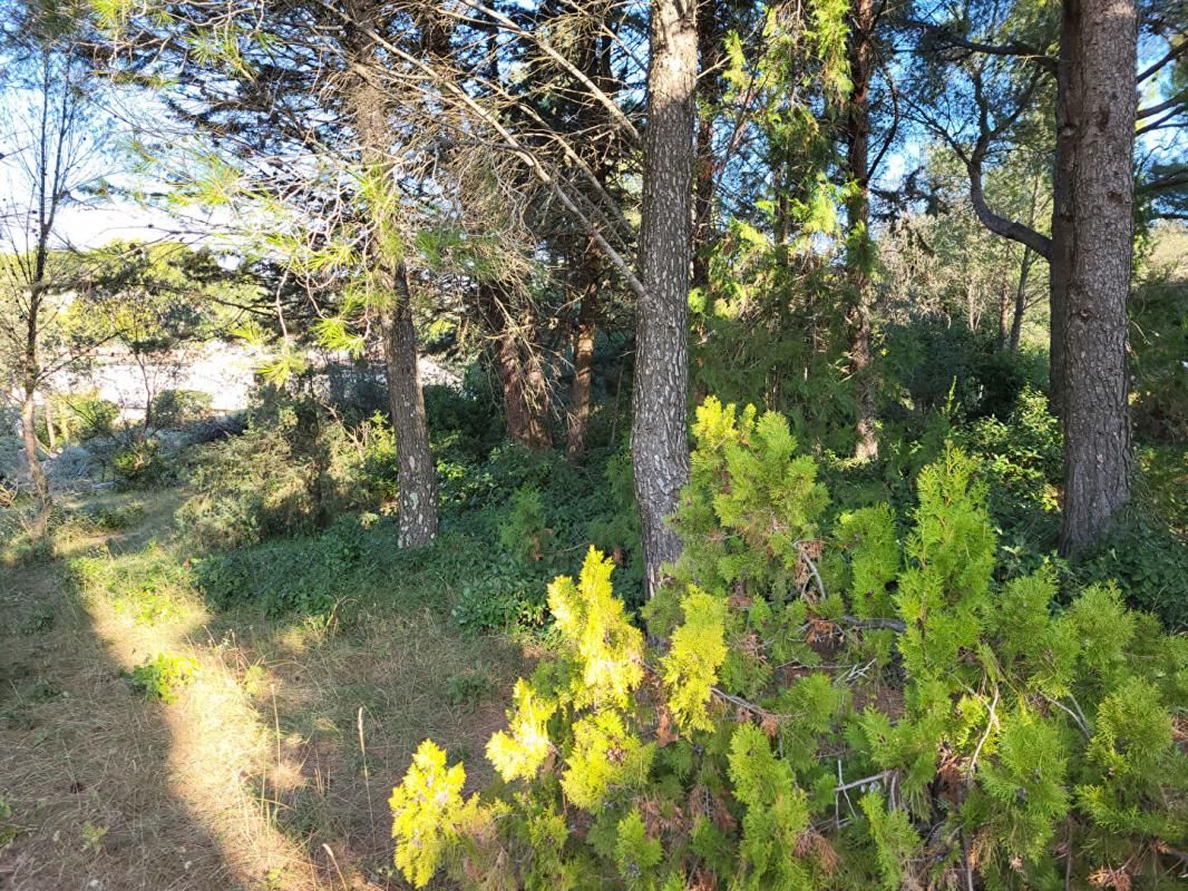LAUDUN-L'ARDOISE TERRAIN CONSTRUSTIBLE BOISE DE 1038 M2 2