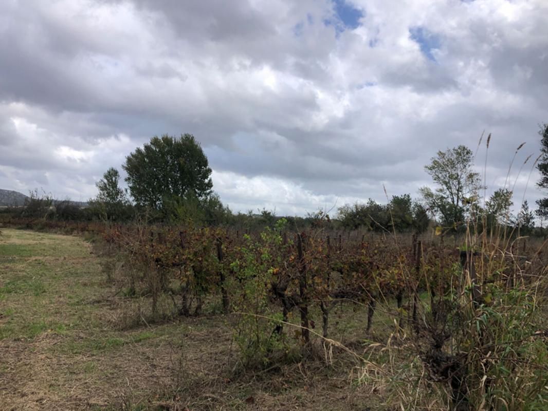 A Vendre Terrain agricole 2 ha 212 - 50 000