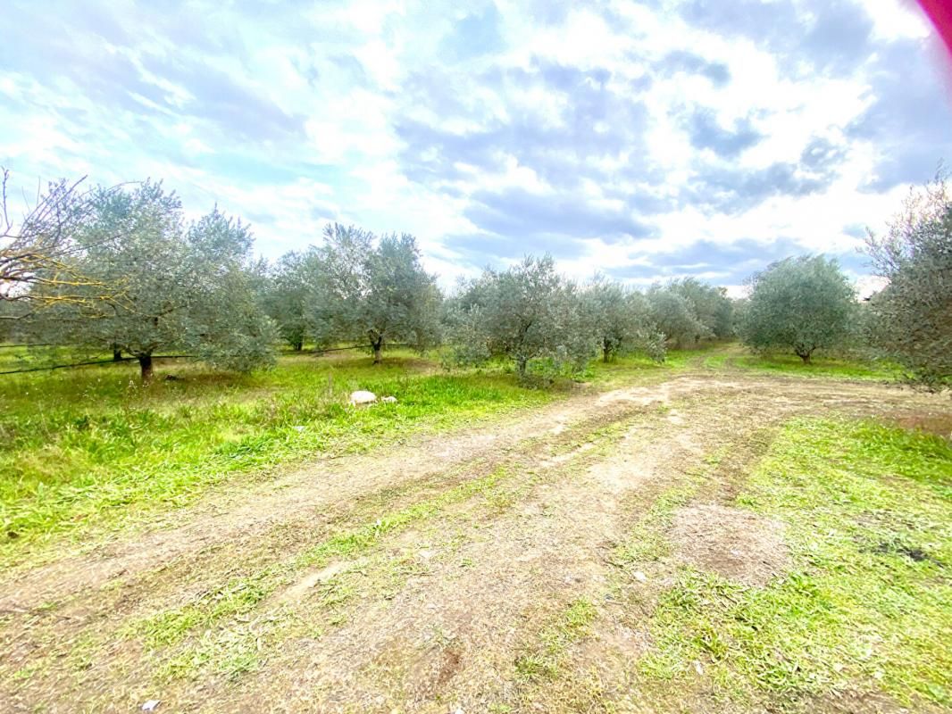 MALLEMORT Terrain agricole de 1,5 ha avec oliviers à Mallemort 2