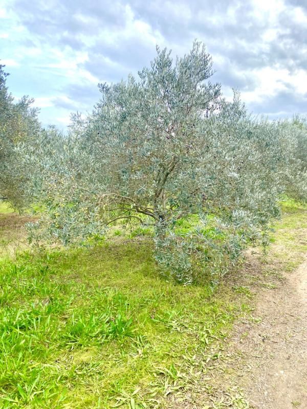 MALLEMORT Terrain agricole de 1,5 ha avec oliviers à Mallemort 3