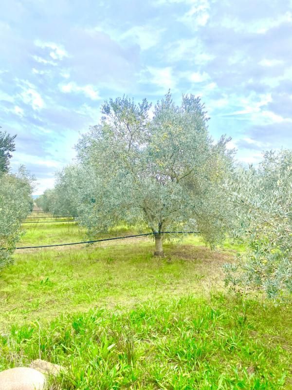 MALLEMORT Terrain agricole de 1,5 ha avec oliviers à Mallemort 4