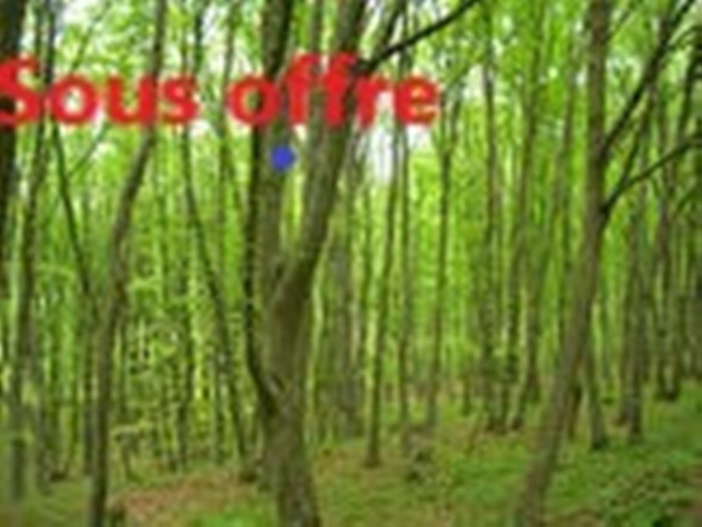 Bois de Taillis - 7 000 m² - à St Dizant du Gua - 17240