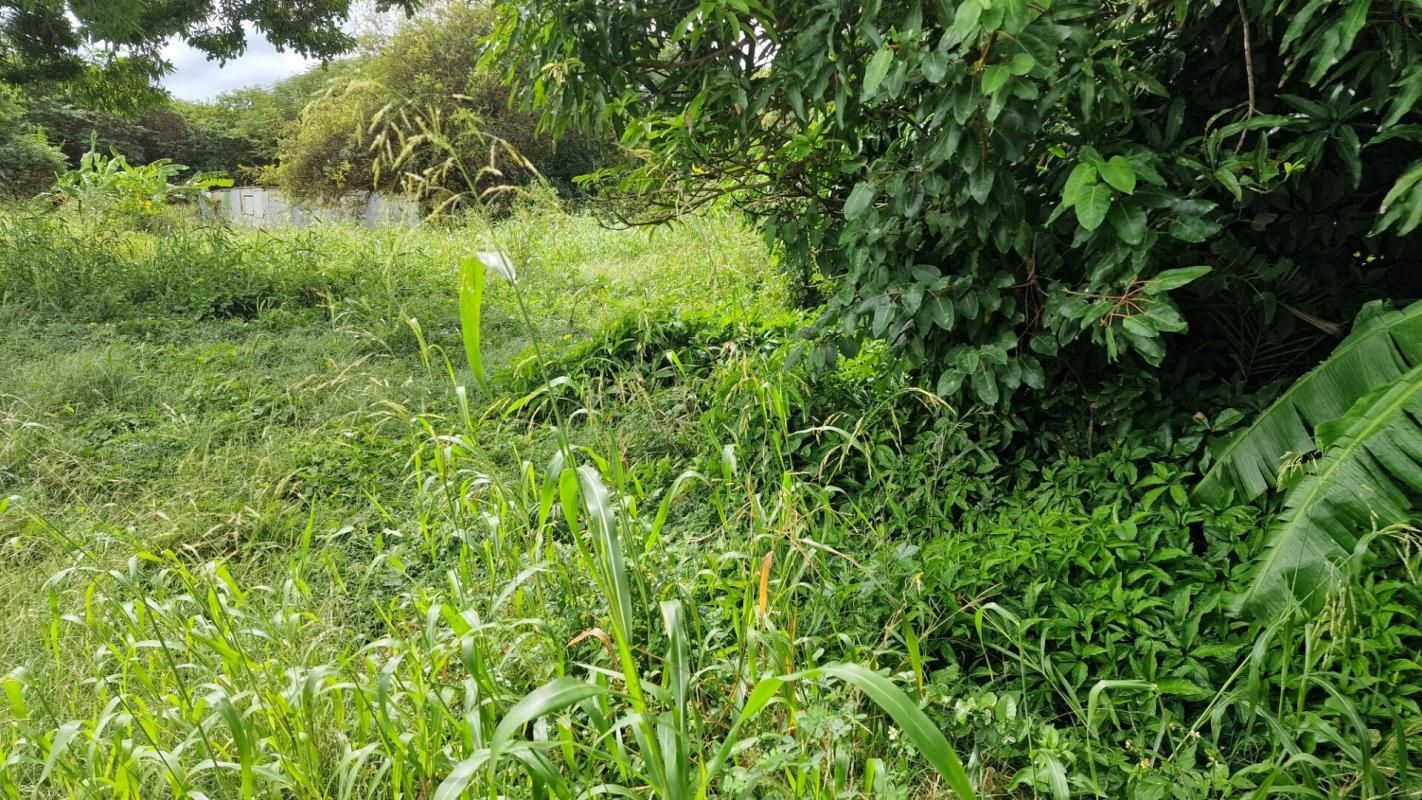 PETIT-CANAL Beau terrain plat de 800m² aux prix de 98000 Petit Canal 97131 Guadeloupe 3