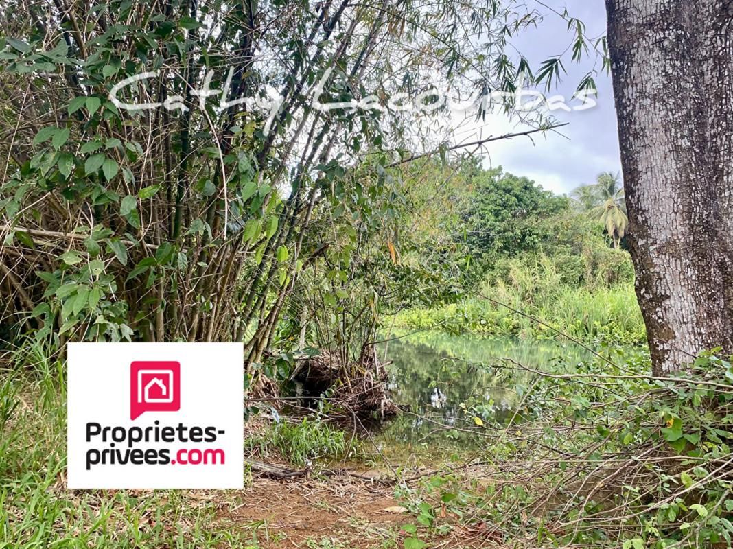POINTE-NOIRE Terrain viabilisé 10000 m2 accès littoral- Pointe Noire -Guadeloupe 4