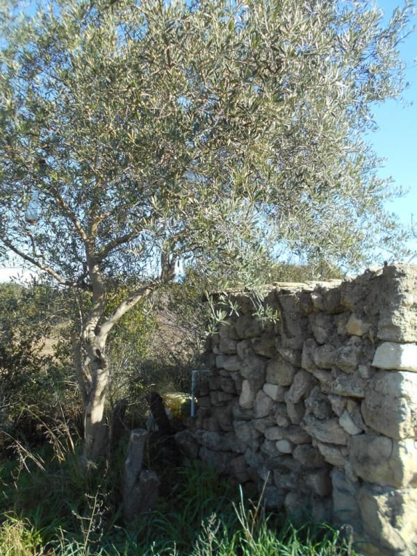Terrain agricole ou de loisirs, Saint Pons de Mauchiens 34230-6270 M2 m2