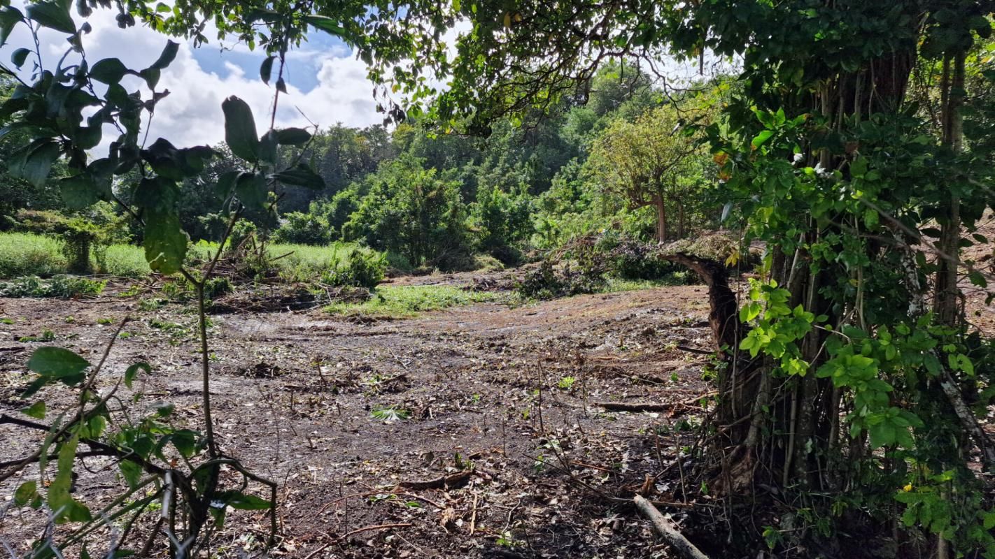 LES ABYMES Terrain constructible plat dans un secteur calme Les Abymes 97139 Guadeloupe 4