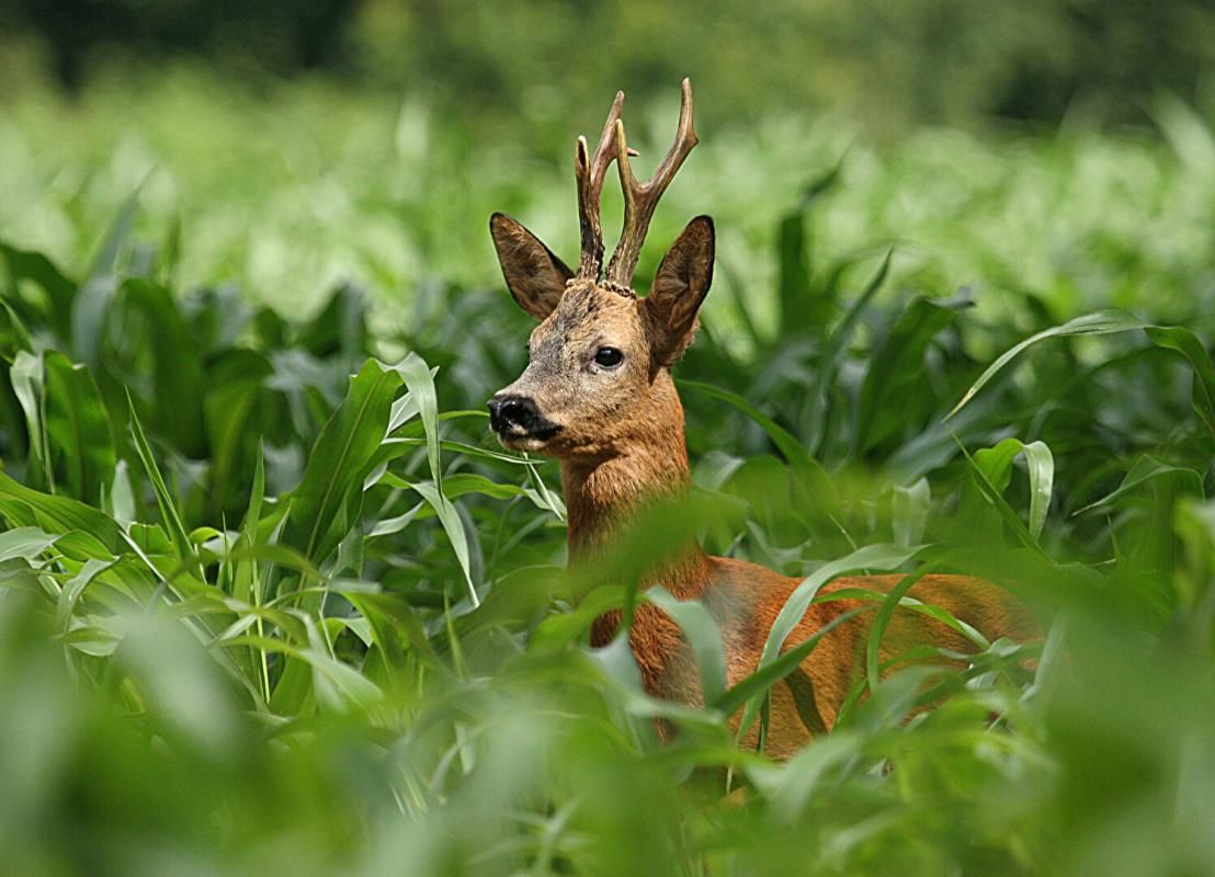 GIEN Propriété de chasse et d'agrément 3