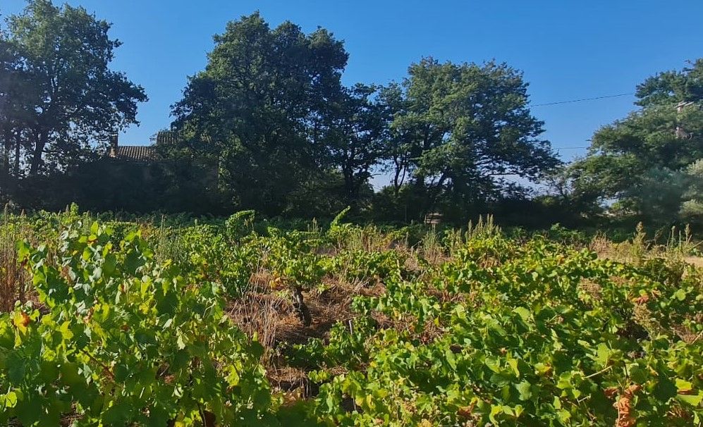 SAINTE-CECILE-LES-VIGNES Terrain plein sud à Sainte Cécile Les Vignes 1