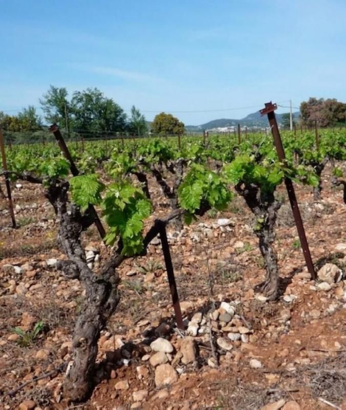 Exploitation agricole, Cave réalisée en pierres du Gard 400 m2 sur 9,5Ha de vignes