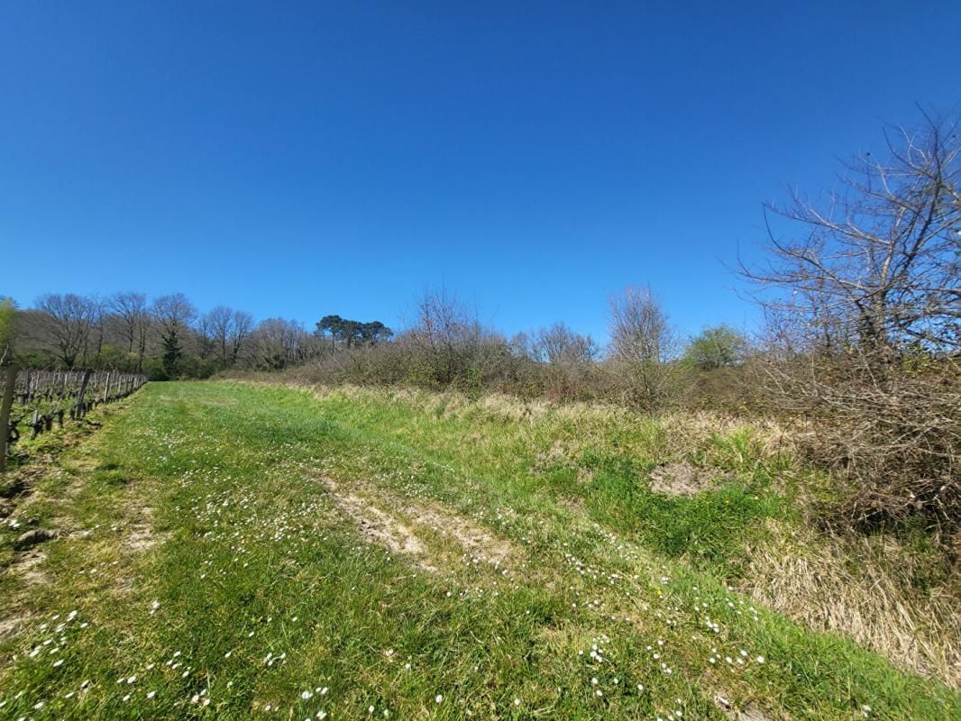 CASTELNAU-DE-MEDOC Terrain 7061 m2 3