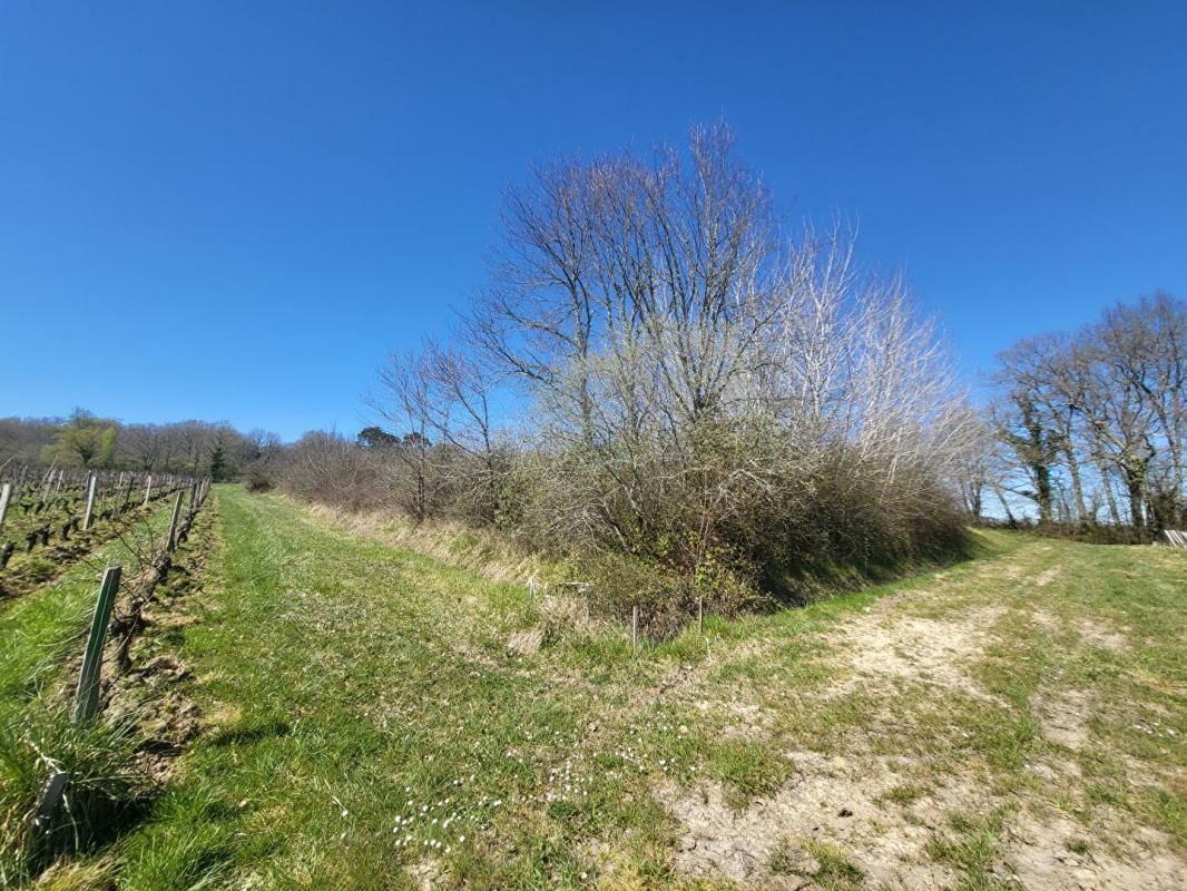 CASTELNAU-DE-MEDOC Terrain 7061 m2 4