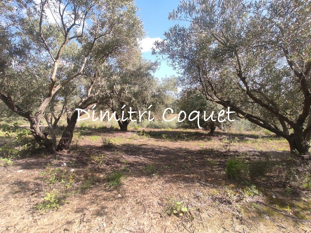 PéZENAS Oliveraie a vendre Hérault 2