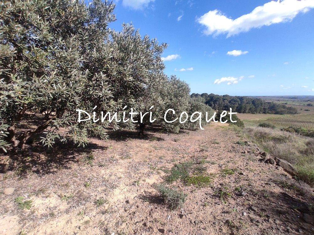 PéZENAS Oliveraie a vendre Hérault 4