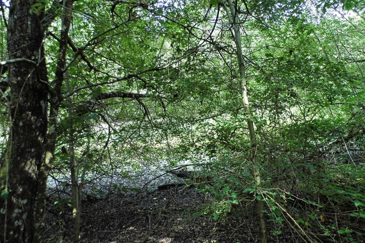 COULLONS Propriété de chasse Coullons 2