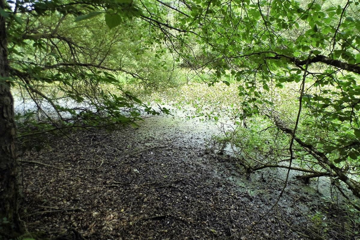 COULLONS Propriété de chasse Coullons 3