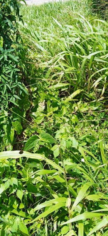 BASSE-POINTE Terrain  a basse-pointe de 556m2 ref 401345 4