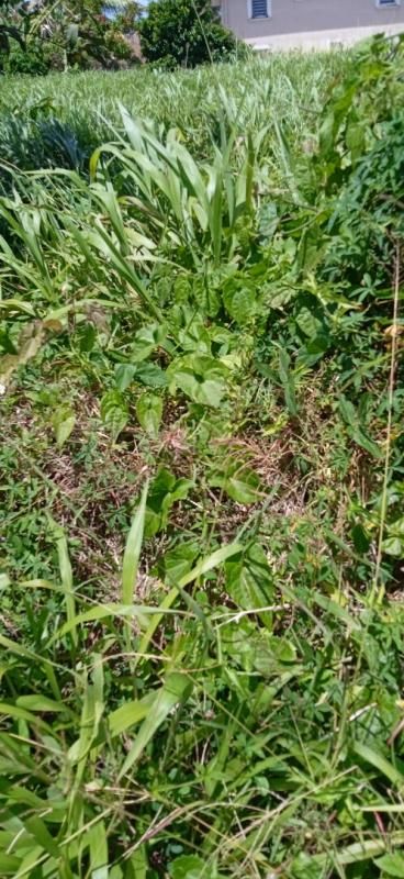 BASSE-POINTE Terrain a basse-pointe de 556m2 ref 401345 2