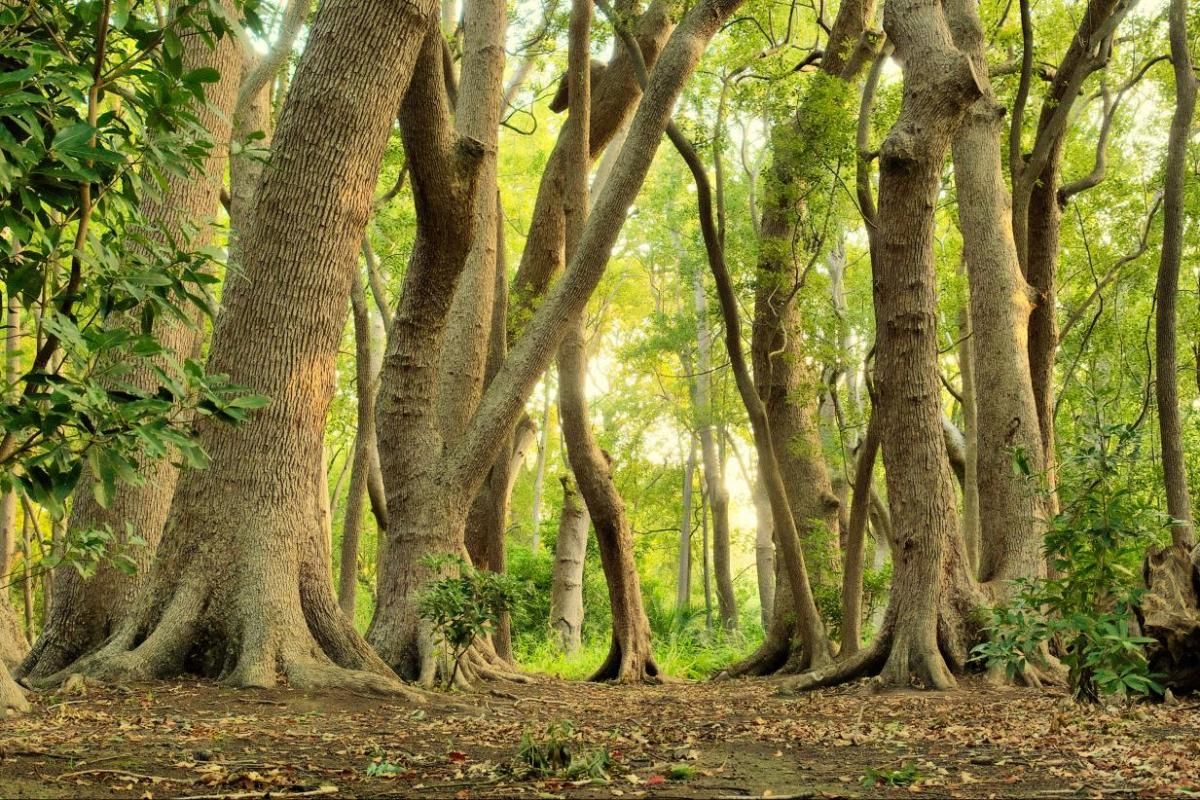 EXCLUSIVITE Parcelle de bois  de 6381 m2 avec différentes essences d'arbres
