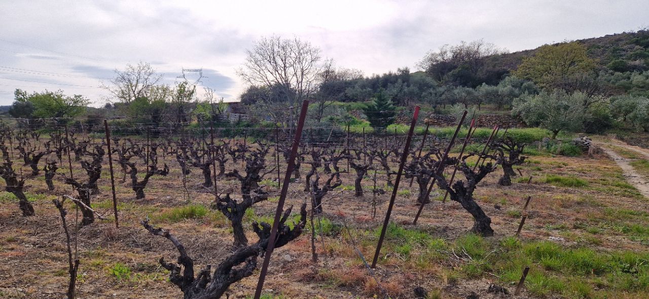 FONTES Terrain agricole et de loisir de  20600 m2 4