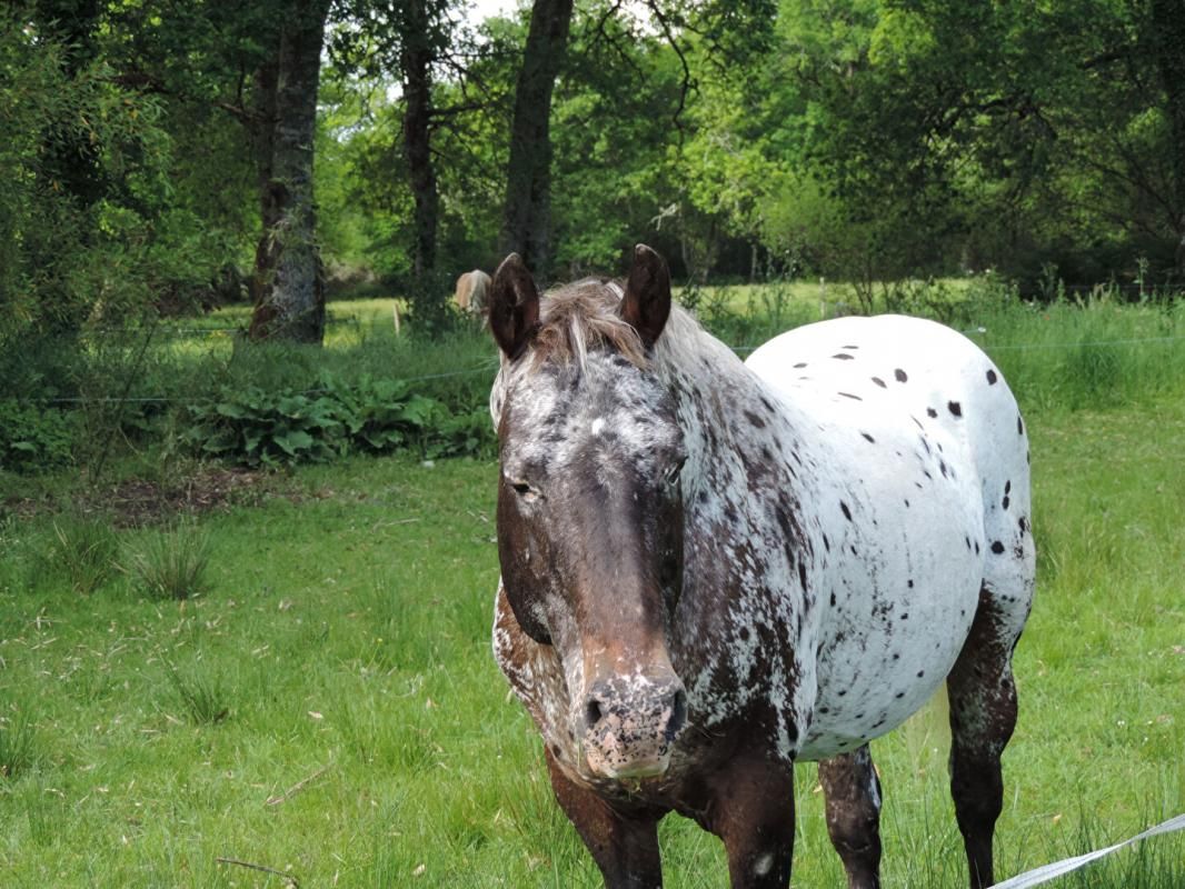 LUGLON Maison de pays d'exception dans un cadre calme et verdoyant 3