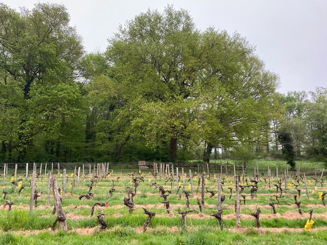 SAINT-EMILION DOMAINE VITICOLE - Ferme sur son domaine en AOC Saint Emilion , 7 Ha 2