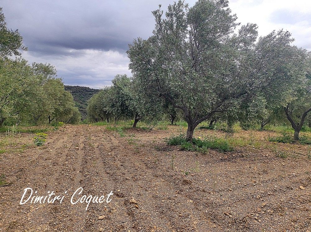 PéZENAS Terrain de 8000 m2 avec 215 oliviers 2