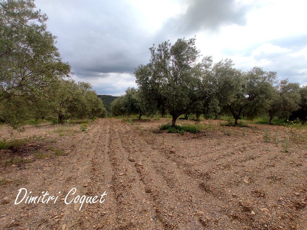 PéZENAS Terrain de 8000 m2 avec 215 oliviers 3