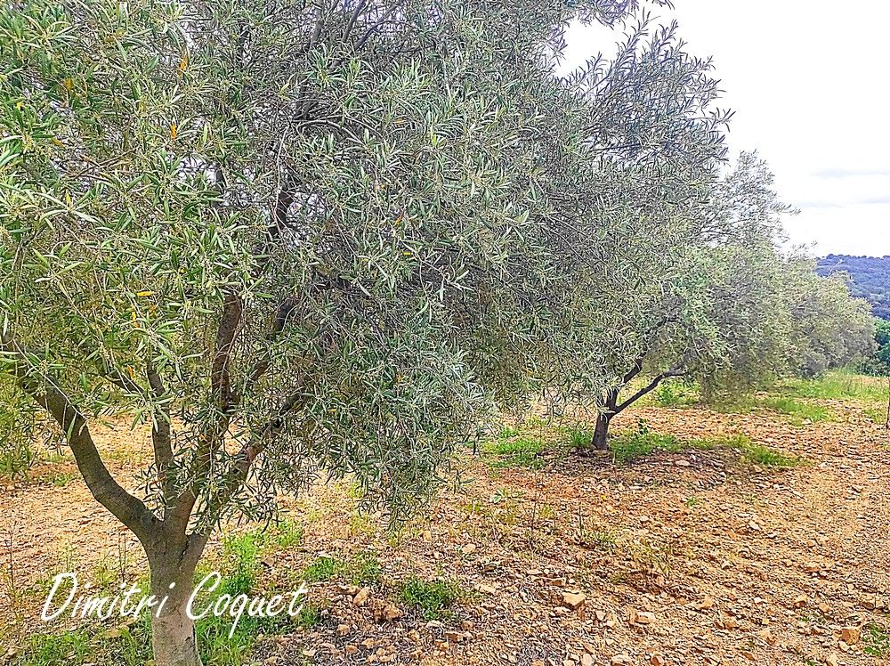 PéZENAS Terrain de 8000 m2 avec 215 oliviers 4