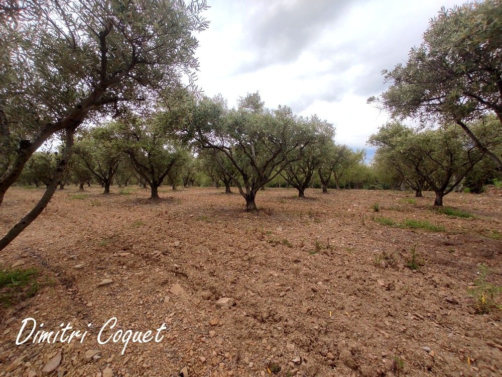 PéZENAS Oliveraie 280 arbres proche Pézenas Hérault 2