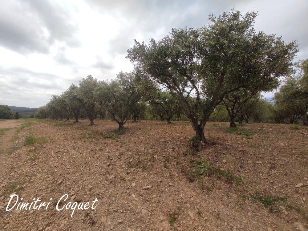 PéZENAS Oliveraie 280 arbres proche Pézenas Hérault 3