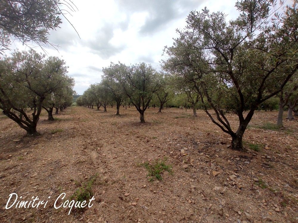PéZENAS Oliveraie 280 arbres proche Pézenas Hérault 4
