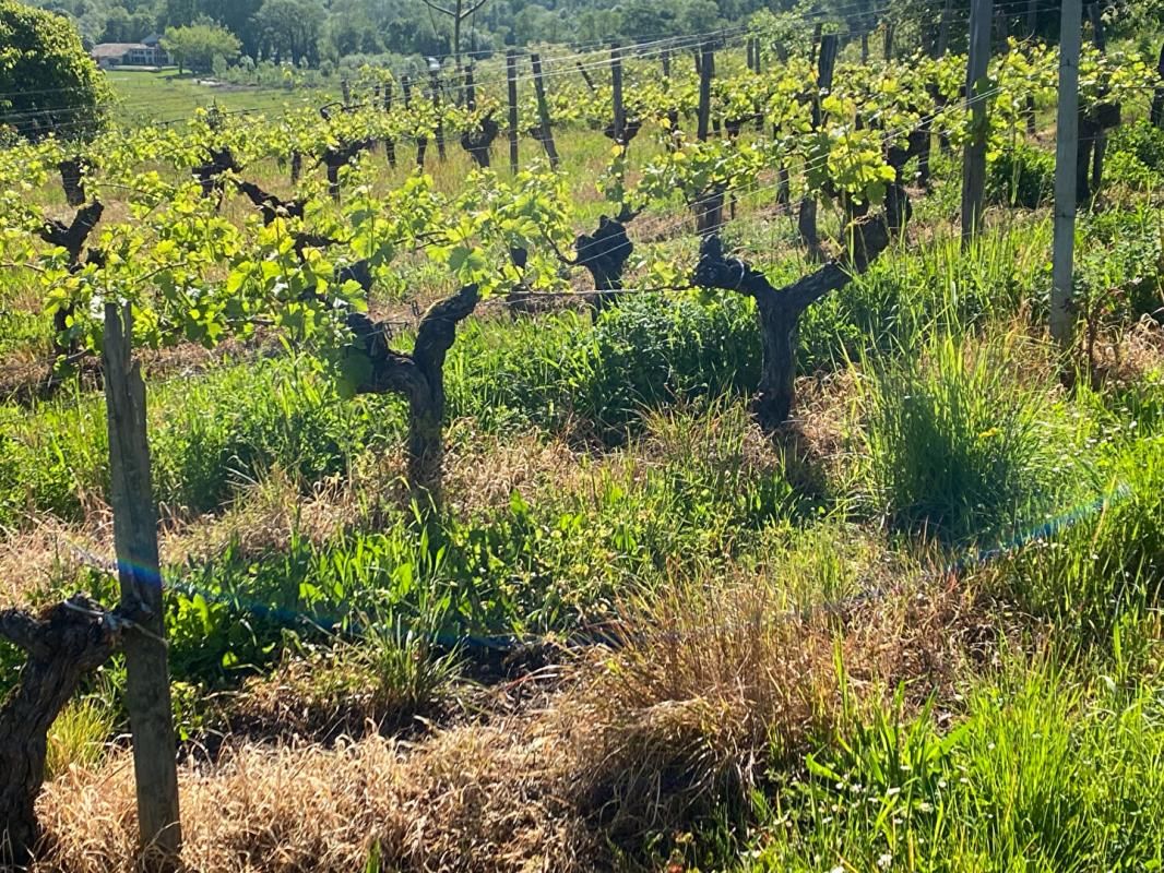 SECTEUR SAINT EMILION - PARCELLES DE VIGNES 0.69 Hectares