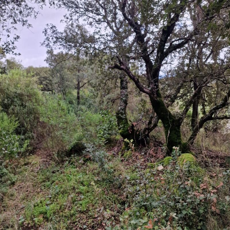 SARTENE Proche Sartene à vendre terrain de 2032 m2 2
