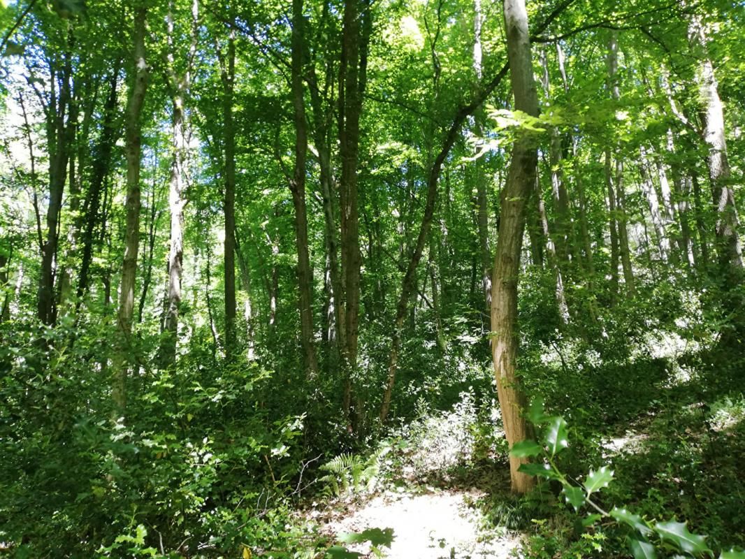 DAMPIERRE-EN-YVELINES Terrain boisé 4693 m2 1