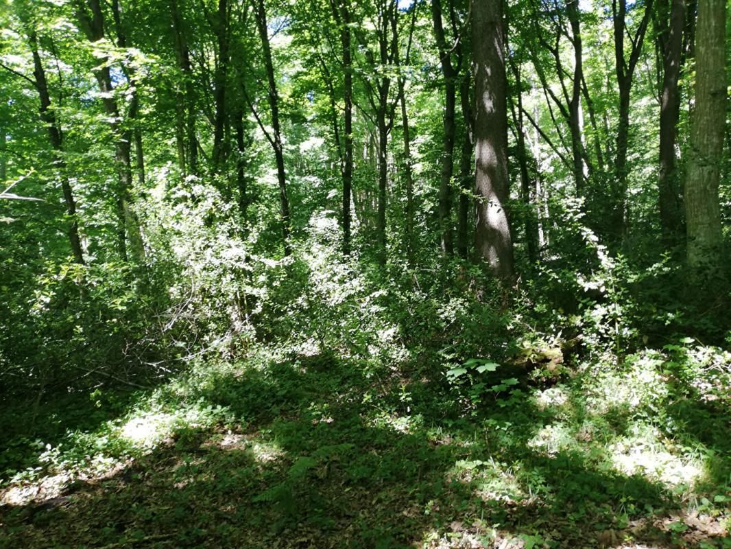 DAMPIERRE-EN-YVELINES Terrain boisé 4693 m2 3