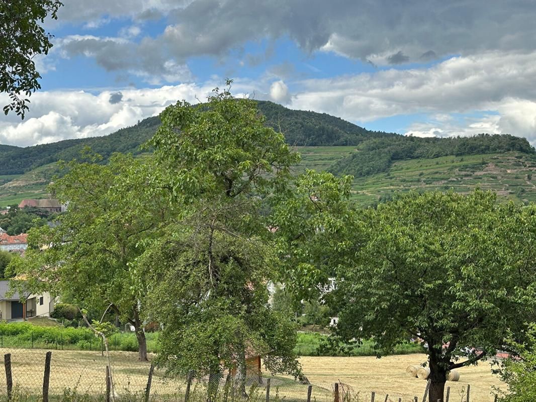 SOULTZ-HAUT-RHIN Soultz Haut Rhin, Très beau terrain à bâtir, 3739 m2 dans le secteur recherché du Wolfhaag 2