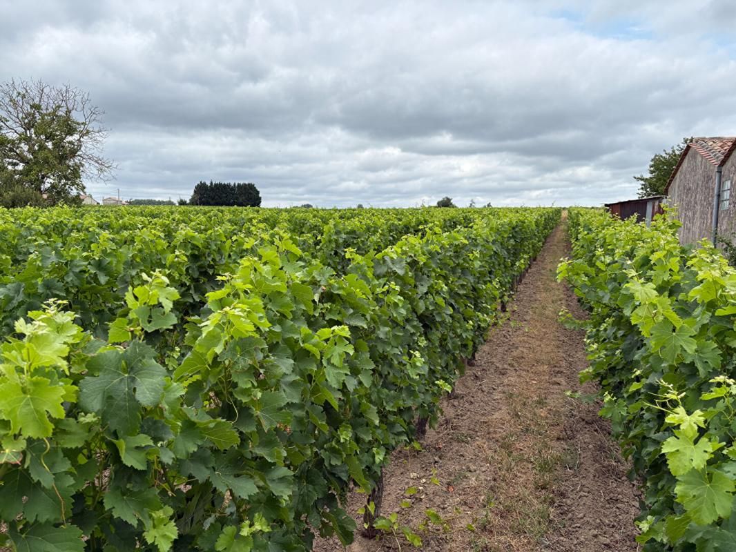 SAINT-EMILION Exceptionnel Domaine Viticole ! Une opportunité rare à Saint-Émilion! 1