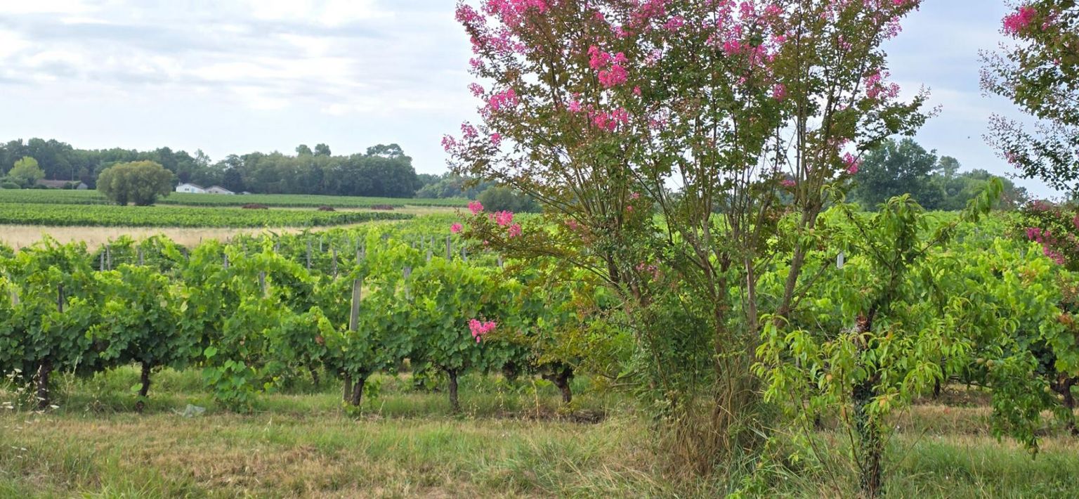 BLAYE Propriété viticole avec ancien manoir du 15ème siècle, chai, maison d'habitation et dépendances 3